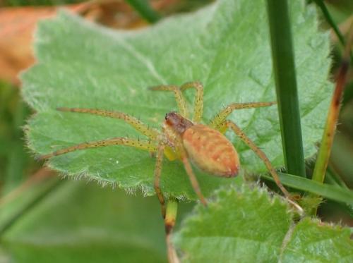 Dolomedes (fimbriatus-plantarius)